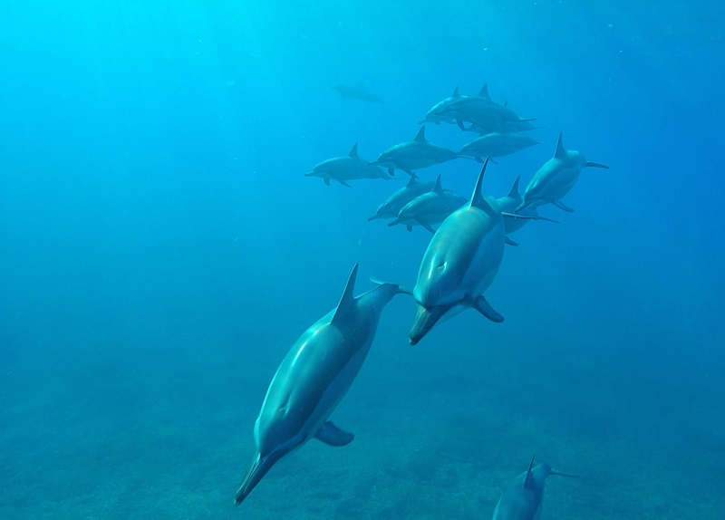 Best activity Dolphin Swim Mauritius
