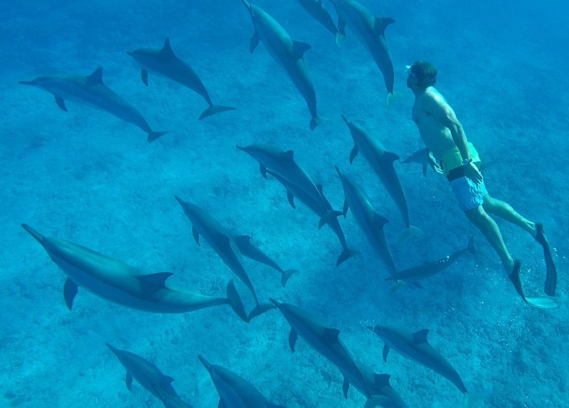 Dolphin Swim Mauritius Best Activity