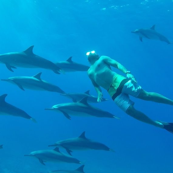 Man swimming with dolphins west coast of Mauritius