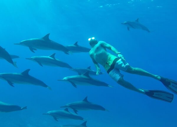 Man swimming with dolphins west coast of Mauritius
