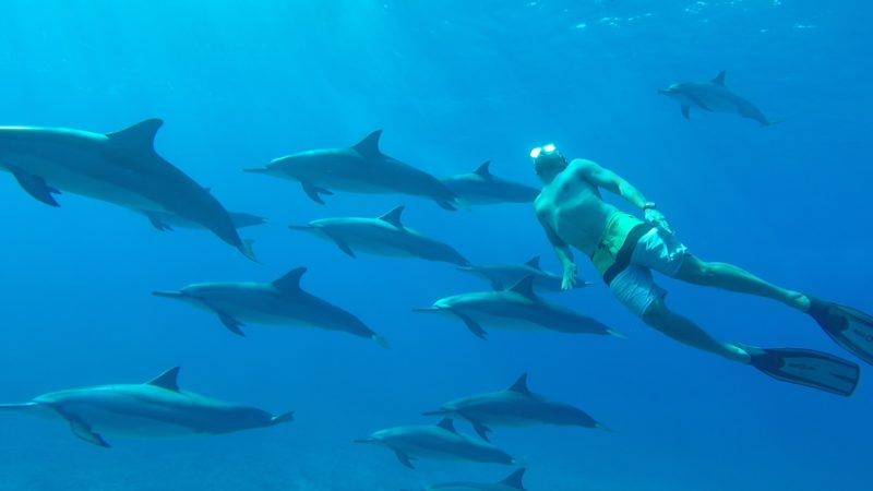 Swim with dolphins 