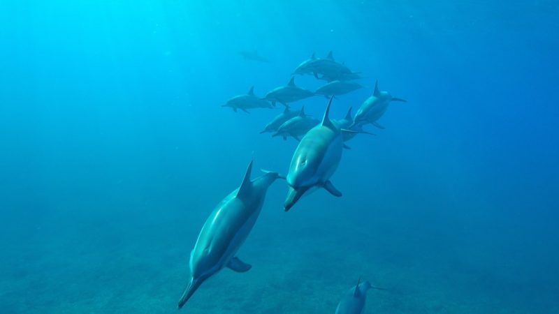 Swim with dolphins experience 