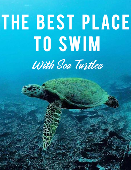 Best place to swim with sea Turtles in mauritius